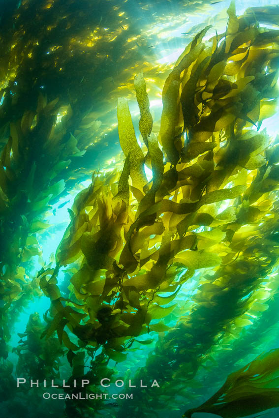 Sunlight glows throughout a giant kelp forest. Giant kelp, the fastest growing plant on Earth, reaches from the rocky reef to the ocean's surface like a submarine forest, Macrocystis pyrifera, San Clemente Island