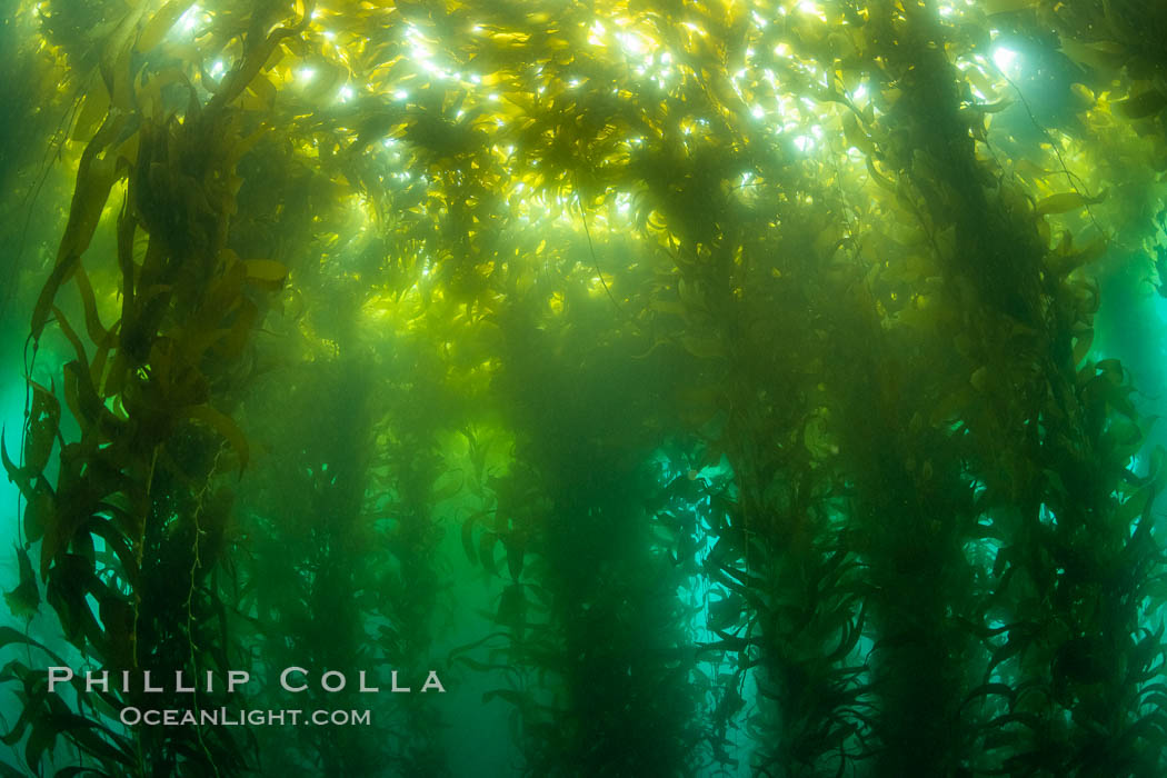 Sunlight glows throughout a giant kelp forest. Giant kelp, the fastest growing plant on Earth, reaches from the rocky reef to the ocean's surface like a submarine forest. San Clemente Island, California, USA, Macrocystis pyrifera, natural history stock photograph, photo id 37128