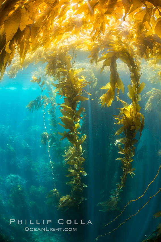 Sunlight streams through giant kelp forest. Giant kelp, the fastest growing plant on Earth, reaches from the rocky reef to the ocean's surface like a submarine forest. Catalina Island, California, USA, Macrocystis pyrifera, natural history stock photograph, photo id 33447