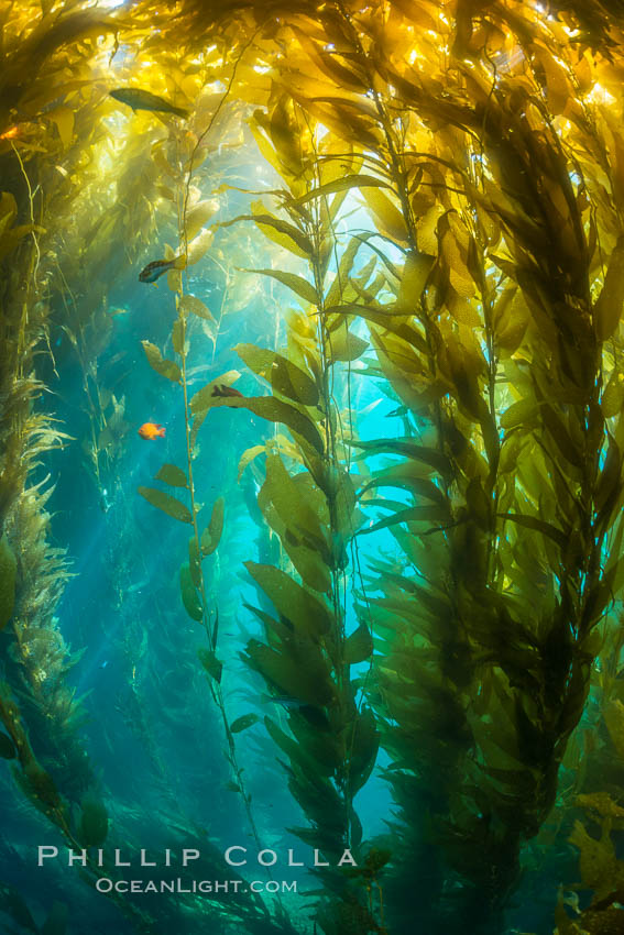 Sunlight streams through giant kelp forest. Giant kelp, the fastest growing plant on Earth, reaches from the rocky reef to the ocean's surface like a submarine forest. Catalina Island, California, USA, Macrocystis pyrifera, natural history stock photograph, photo id 33451