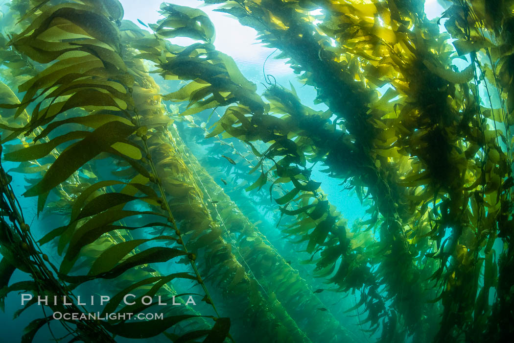 Sunlight glows throughout a giant kelp forest. Giant kelp, the fastest growing plant on Earth, reaches from the rocky reef to the ocean's surface like a submarine forest. San Clemente Island, California, USA, Macrocystis pyrifera, natural history stock photograph, photo id 37103