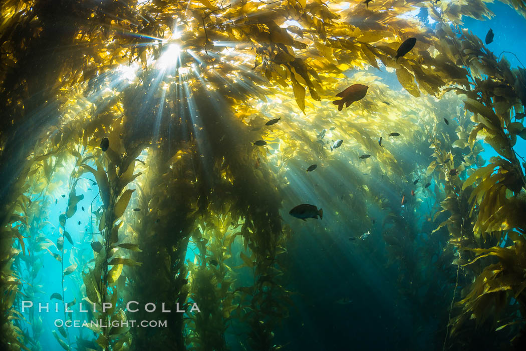 Sunlight streams through giant kelp forest. Giant kelp, the fastest growing plant on Earth, reaches from the rocky reef to the ocean's surface like a submarine forest. Catalina Island, California, USA, Macrocystis pyrifera, natural history stock photograph, photo id 33433