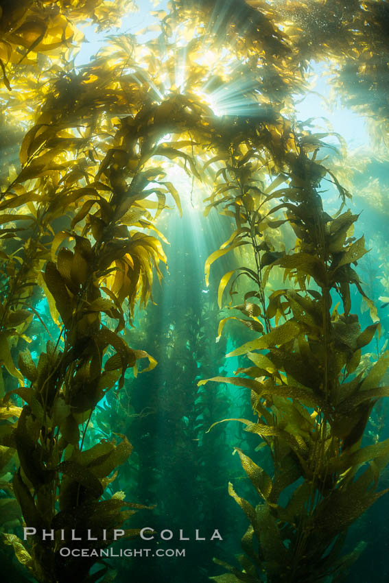 Sunlight streams through giant kelp forest. Giant kelp, the fastest growing plant on Earth, reaches from the rocky reef to the ocean's surface like a submarine forest. Catalina Island, California, USA, Macrocystis pyrifera, natural history stock photograph, photo id 33445