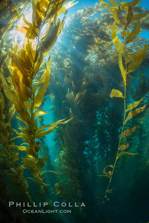 Sunlight streams through giant kelp forest. Giant kelp, the fastest growing plant on Earth, reaches from the rocky reef to the ocean's surface like a submarine forest. Catalina Island, California, USA, Macrocystis pyrifera, natural history stock photograph, photo id 33449