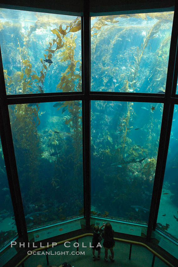 Giant kelp forest tank, Monterey Bay Aquarium., natural history stock photograph, photo id 21537