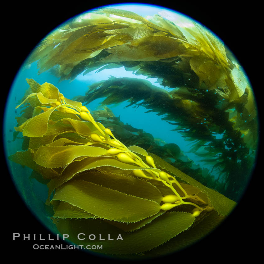 Image 37301, Giant Kelp Forest, West End Catalina Island. California, USA, Macrocystis pyrifera, Phillip Colla, all rights reserved worldwide. Keywords: california, catalina, catalina island, circular fisheye, circular fisheye photo, fisheye, giant kelp, johnson rocks, kelp, kelp forest, macrocystis pyrifera, underwater, usa.