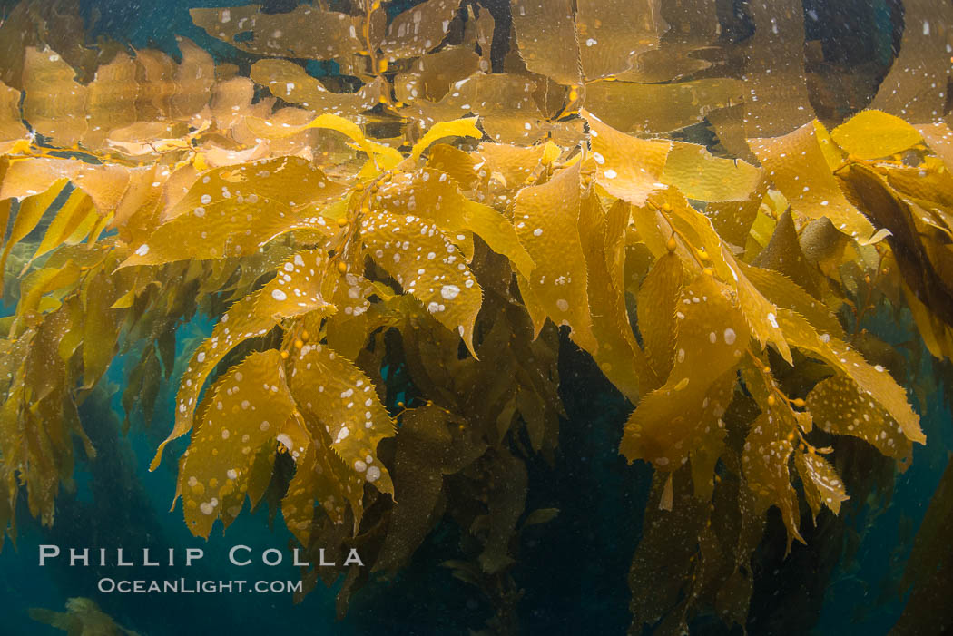 Giant kelp frond showing pneumatocysts. Small gas bladders -- pneumatocysts -- connect the kelp's stipes ("stems") to its blades ("leaves"). These bladders help elevate the kelp plant from the bottom, towards sunlight and the water's surface. Catalina Island, California, USA, Macrocystis pyrifera, natural history stock photograph, photo id 33440