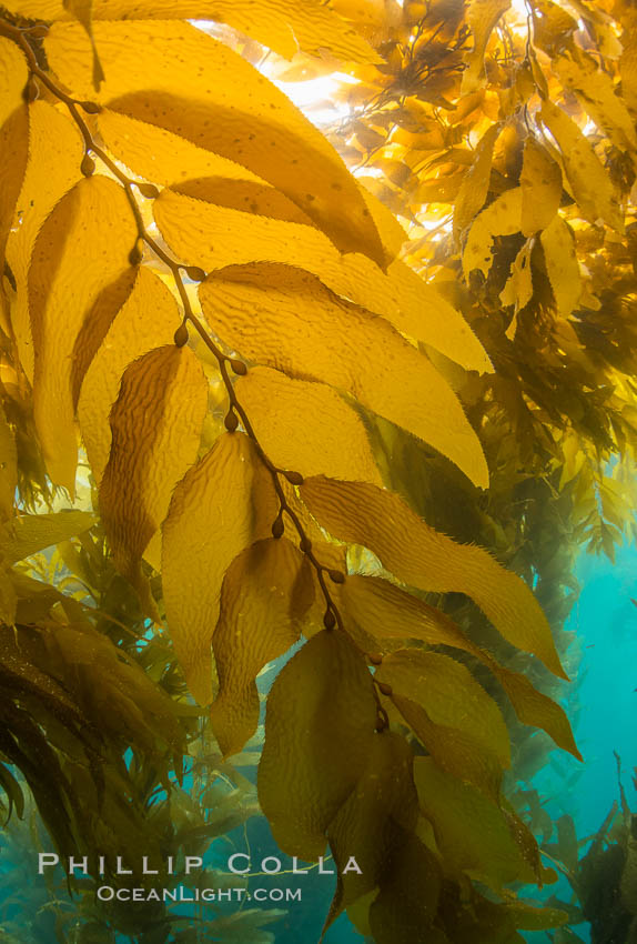 Giant kelp frond showing pneumatocysts. Small gas bladders -- pneumatocysts -- connect the kelp's stipes ("stems") to its blades ("leaves"). These bladders help elevate the kelp plant from the bottom, towards sunlight and the water's surface. Catalina Island, California, USA, Macrocystis pyrifera, natural history stock photograph, photo id 33439