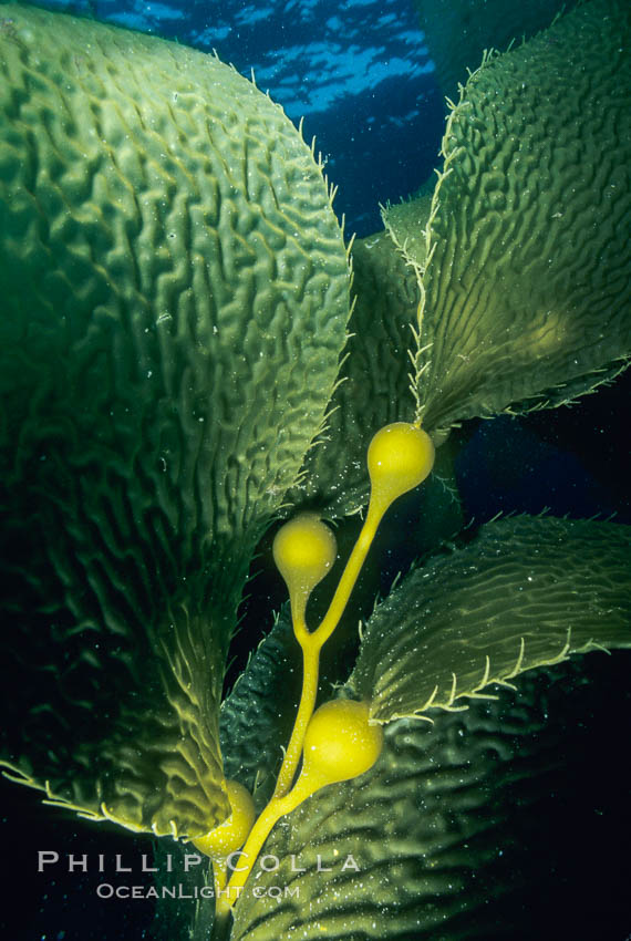 Kelp frond,  San Clemente Island. California, USA, Macrocystis pyrifera, natural history stock photograph, photo id 00994
