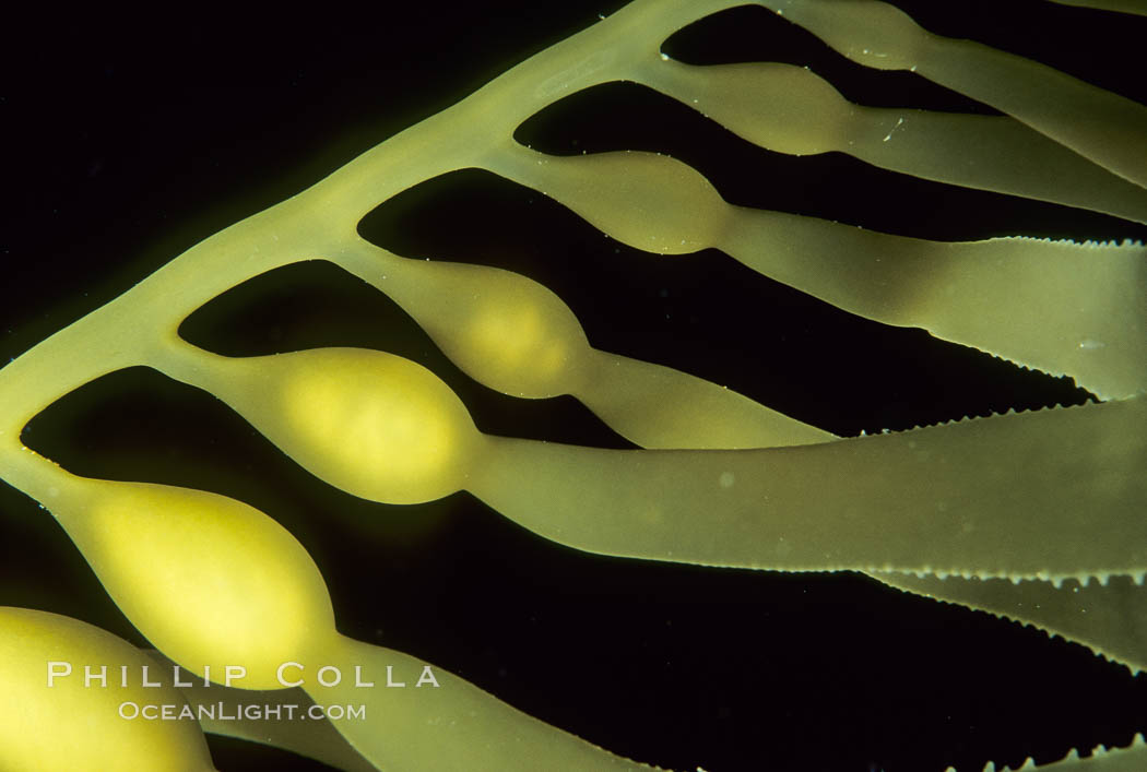Kelp detail showing pneumatocysts (air bladders) attached to stipe, San Diego. California, USA, Macrocystis pyrifera, natural history stock photograph, photo id 02126