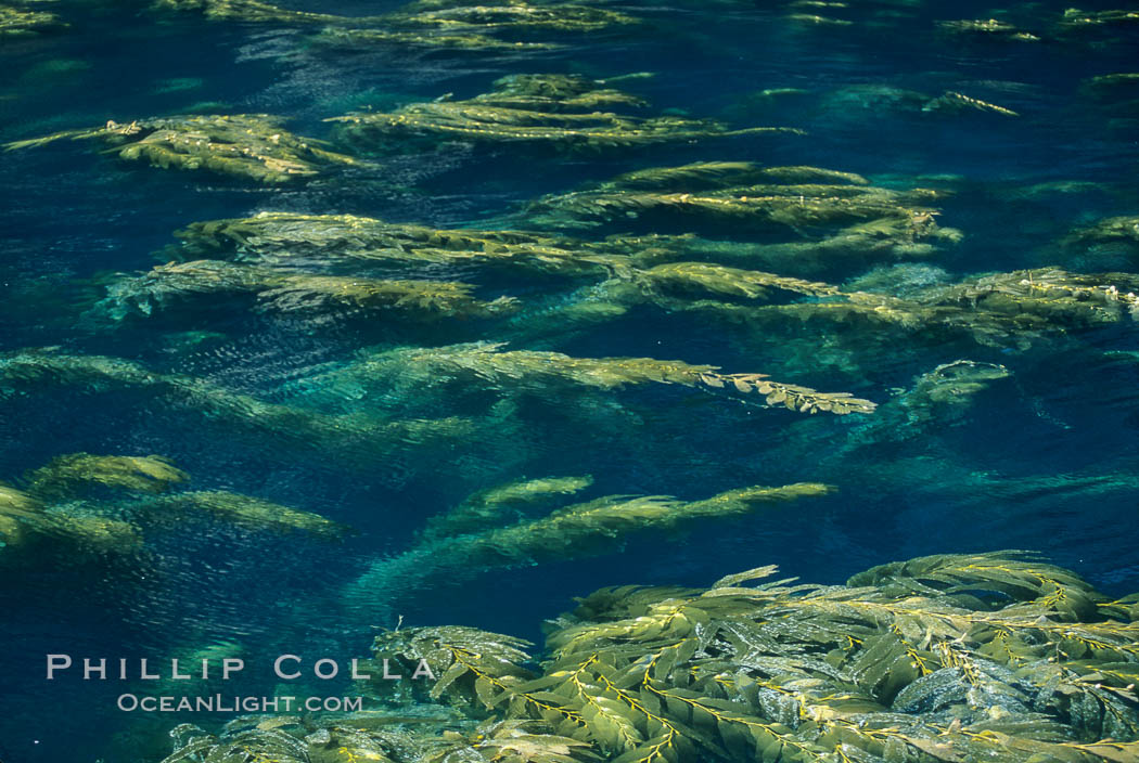 Kelp plants reaching surface, spreading out. Santa Barbara Island, California, USA, Macrocystis pyrifera, natural history stock photograph, photo id 04670