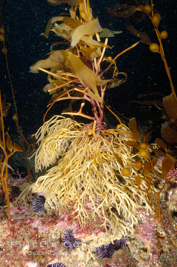 Kelp holdfast attaches the plant to the rocky reef on the oceans bottom.  Kelp blades are visible above the holdfast, swaying in the current.  Santa Barbara Island. California, USA, Macrocystis pyrifera, natural history stock photograph, photo id 10134