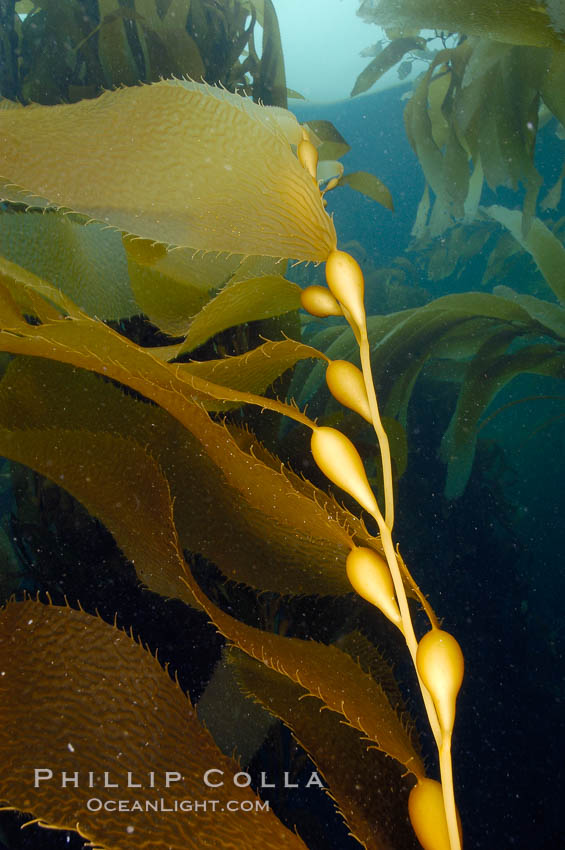 Kelp fronds showing pneumatocysts, bouyant gas-filled bubble-like structures which float the kelp plant off the ocean bottom toward the surface, where it will spread to form a roof-like canopy.  Santa Barbara Island. California, USA, Macrocystis pyrifera, natural history stock photograph, photo id 10230