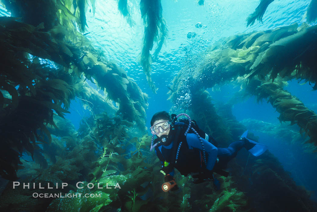 Diver in kelp forest. San Clemente Island, California, USA, natural history stock photograph, photo id 36266