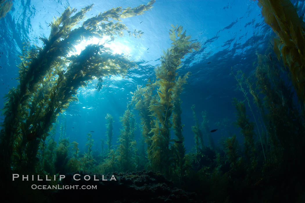 Kelp forest, sunlight filters through towering stands of giant kelp, underwater. Catalina Island, California, USA, Macrocystis pyrifera, natural history stock photograph, photo id 23482