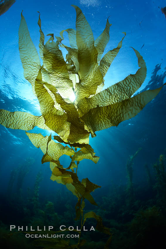 Kelp fronds, translucent, backlit by sun. Catalina Island, California, USA, Macrocystis pyrifera, natural history stock photograph, photo id 23436