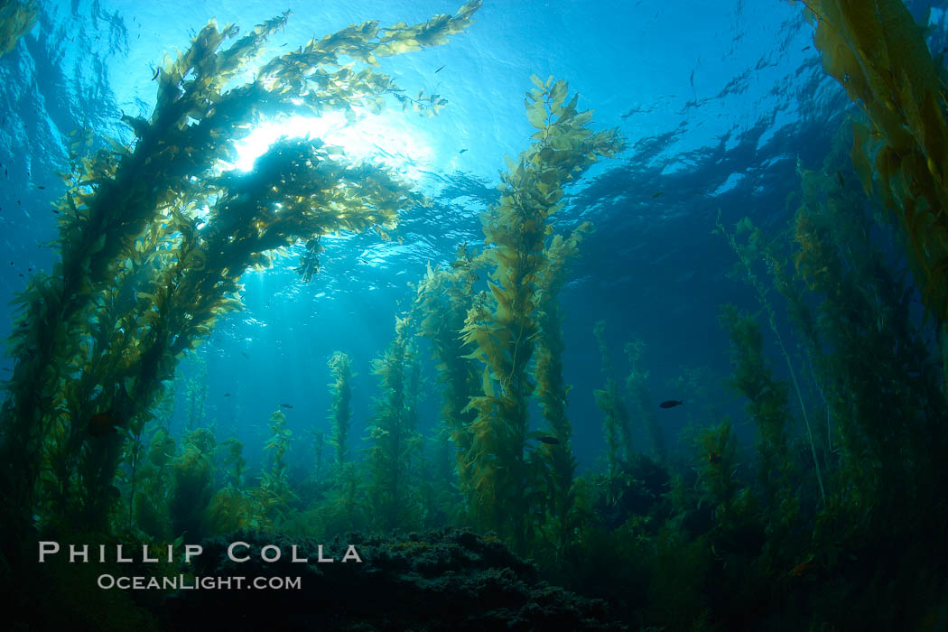 Kelp forest, sunlight filters through towering stands of giant kelp, underwater. Catalina Island, California, USA, Macrocystis pyrifera, natural history stock photograph, photo id 23448