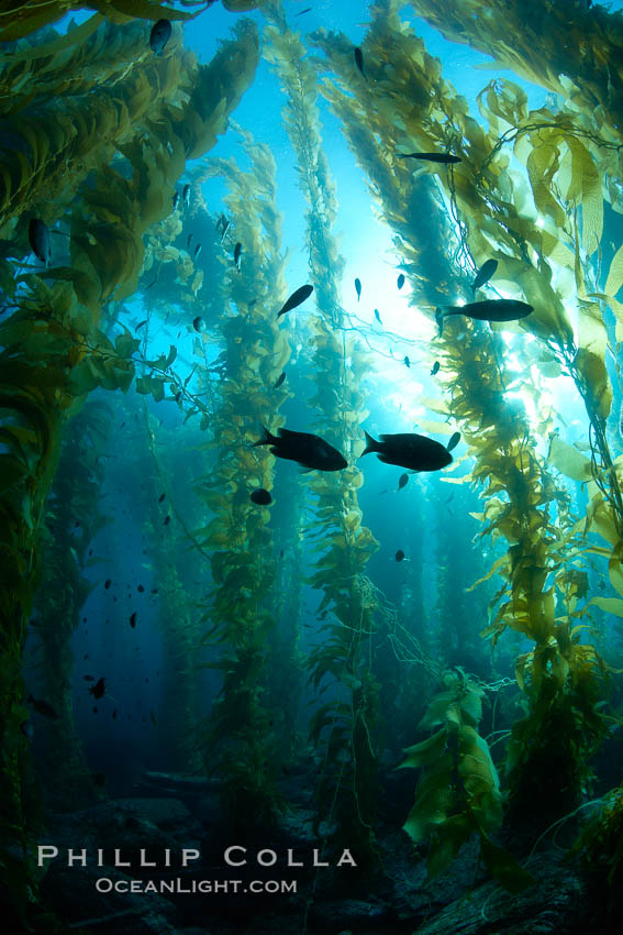 Kelp forest, sunlight filters through towering stands of giant kelp, underwater. Catalina Island, California, USA, Macrocystis pyrifera, natural history stock photograph, photo id 23456