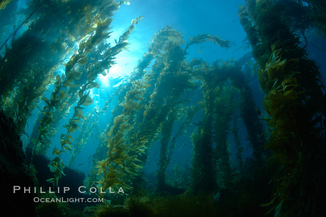 Kelp forest, sunlight filters through towering stands of giant kelp, underwater. Catalina Island, California, USA, Macrocystis pyrifera, natural history stock photograph, photo id 23539