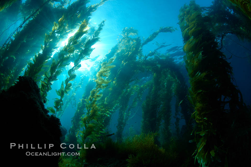 Kelp forest, sunlight filters through towering stands of giant kelp, underwater. Catalina Island, California, USA, Macrocystis pyrifera, natural history stock photograph, photo id 23517