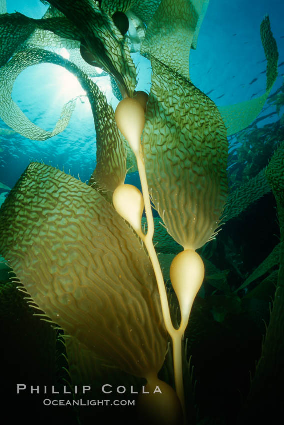 Kelp fronds. San Clemente Island, California, USA, Macrocystis pyrifera, natural history stock photograph, photo id 01270