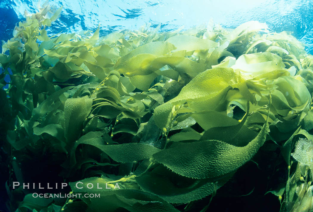 Kelp canopy. San Clemente Island, California, USA, Macrocystis pyrifera, natural history stock photograph, photo id 02122