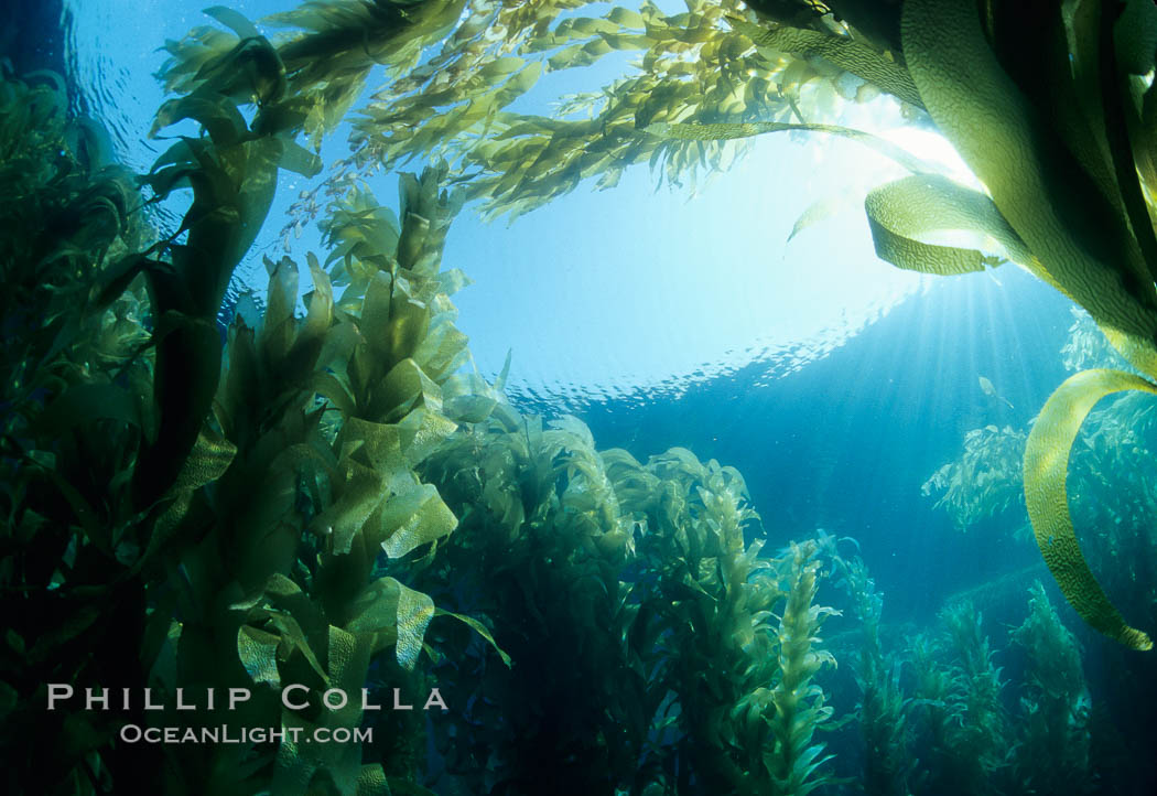 Kelp stand. San Clemente Island, California, USA, Macrocystis pyrifera, natural history stock photograph, photo id 01272