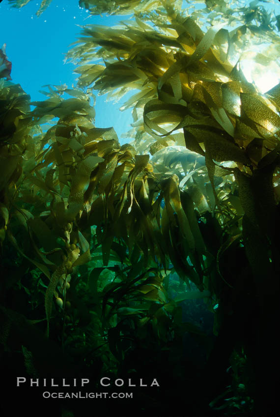 Kelp canopy. San Clemente Island, California, USA, Macrocystis pyrifera, natural history stock photograph, photo id 01276