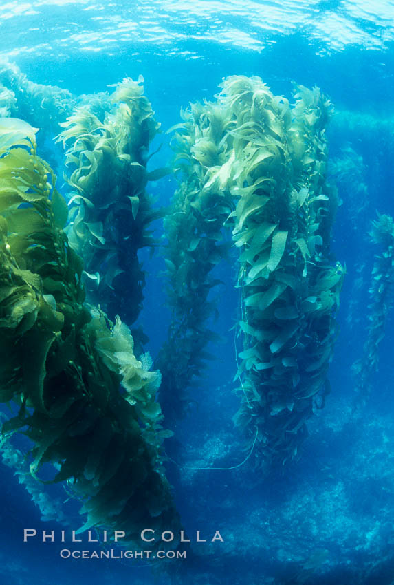 Kelp canopy. San Clemente Island, California, USA, Macrocystis pyrifera, natural history stock photograph, photo id 02120