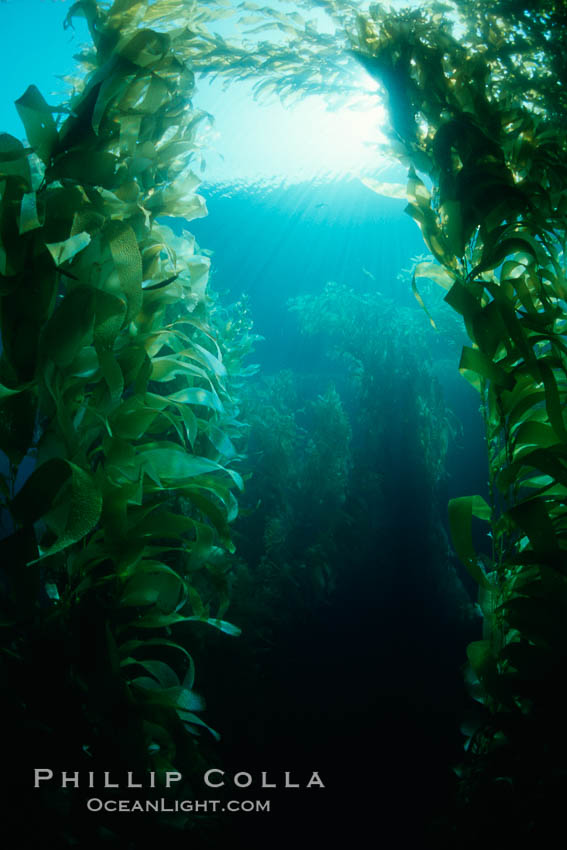 Kelp stand. San Clemente Island, California, USA, Macrocystis pyrifera, natural history stock photograph, photo id 01271