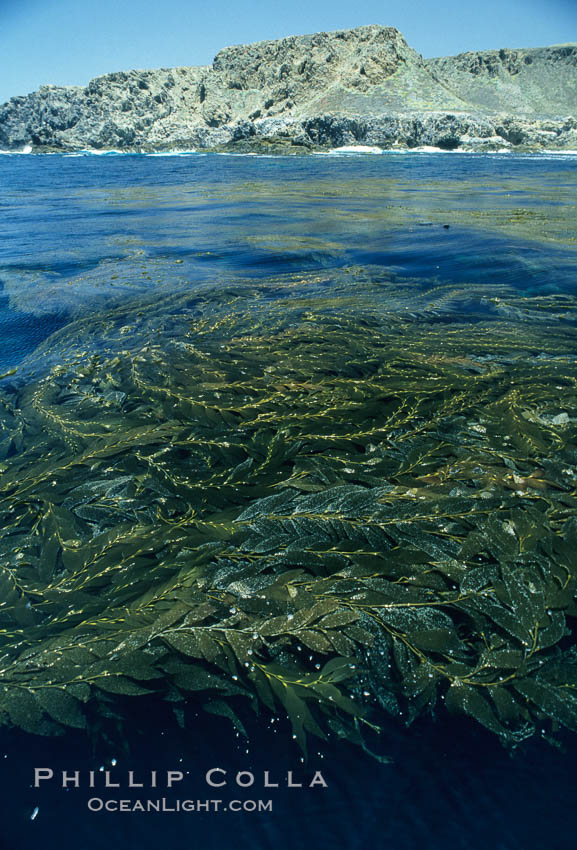 Kelp canopy. San Clemente Island, California, USA, Macrocystis pyrifera, natural history stock photograph, photo id 02123