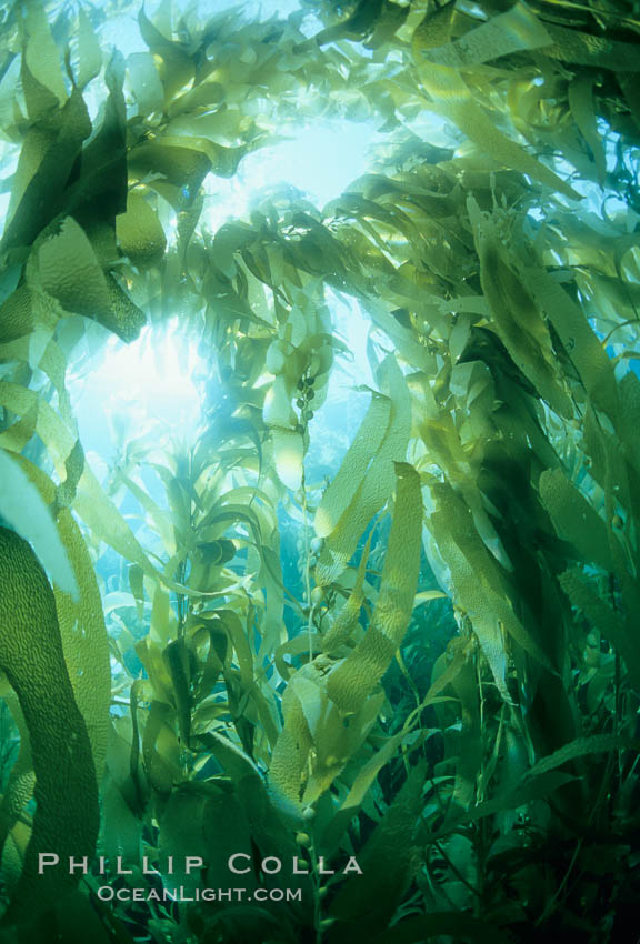 Kelp canopy. San Clemente Island, California, USA, Macrocystis pyrifera, natural history stock photograph, photo id 01277