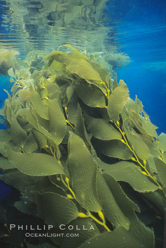 Image 01293, Kelp plants growing toward surface and spreading to form a canopy. San Clemente Island, California, USA, Macrocystis pyrifera, Phillip Colla, all rights reserved worldwide. Keywords: air bladder, algae, blade, braendeltang, bubble, california, channel islands, environment, float, forest, frond, frond stipe pneumatocyst detail, gas, gedroogde kelp, giant kelp, habitat, harina de kelp, harina de la macroalga, kelp, kelp forest, landscape, leaf, macroalga marina, macrocystis, macrocystis pyrifera, marine, marine algae, marine plant, nature, ocean, oceans, outdoors, outside, pacific, pacific ocean, phaeophyceae, plant, pneumatocyst, pneumatocysts, reuzenkelp, san clemente island, sargazo gigante, scene, scenery, scenic, sea, sea grass, sea weed, seascape, seaweed, underwater, underwater landscape, usa, zeewier.