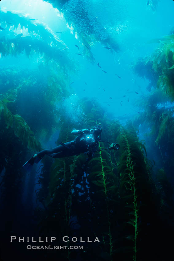 Kelp forest. San Clemente Island, California, USA, Macrocystis pyrifera, natural history stock photograph, photo id 01973