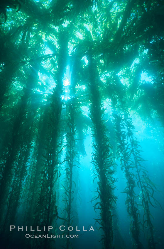 Kelp canopy. San Clemente Island, California, USA, Macrocystis pyrifera, natural history stock photograph, photo id 02117