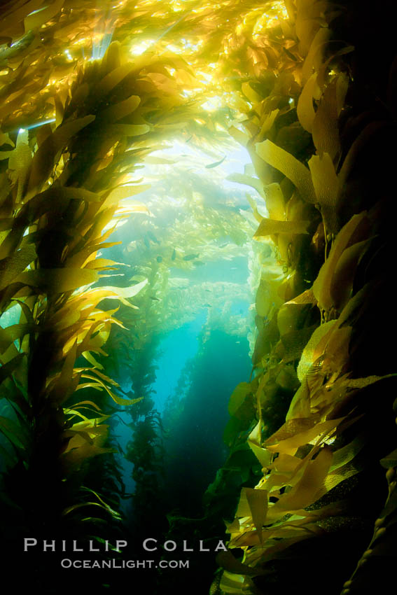 Kelp forest underwater at San Clemente Island. Giant kelp, the fastest plant on Earth, reaches from the rocky bottom to the ocean's surface like a terrestrial forest. California, USA, Macrocystis pyrifera, natural history stock photograph, photo id 26387