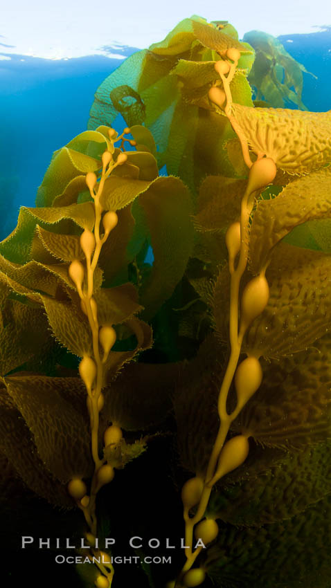Kelp forest underwater at San Clemente Island. Giant kelp, the fastest plant on Earth, reaches from the rocky bottom to the ocean's surface like a terrestrial forest. California, USA, Macrocystis pyrifera, natural history stock photograph, photo id 26403