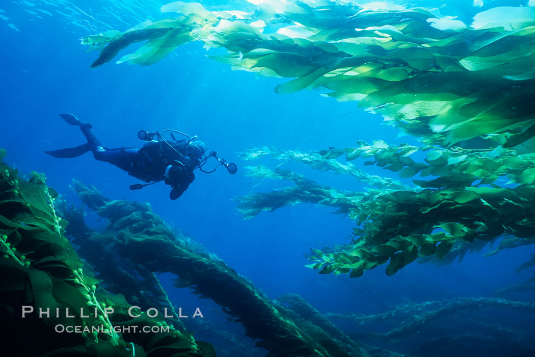 SCUBA diver amidst kelp forest. San Clemente Island, California, USA, Macrocystis pyrifera, natural history stock photograph, photo id 03426