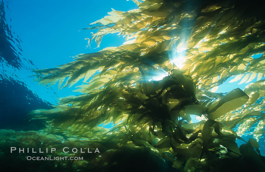 Kelp forest San Clemente Island. California, USA, Macrocystis pyrifera, natural history stock photograph, photo id 03782