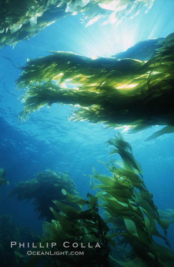 Kelp forest San Clemente Island. California, USA, Macrocystis pyrifera, natural history stock photograph, photo id 03790