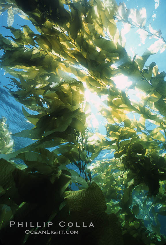 Kelp forest. San Clemente Island, California, USA, Macrocystis pyrifera, natural history stock photograph, photo id 04650