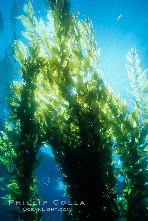 Kelp forest. San Clemente Island, California, USA, Macrocystis pyrifera, natural history stock photograph, photo id 04654