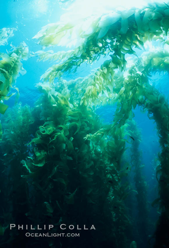 Kelp forest., Macrocystis pyrifera, natural history stock photograph, photo id 04662