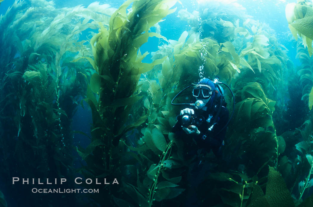Diver amidst kelp forest. San Clemente Island, California, USA, Macrocystis pyrifera, natural history stock photograph, photo id 19918