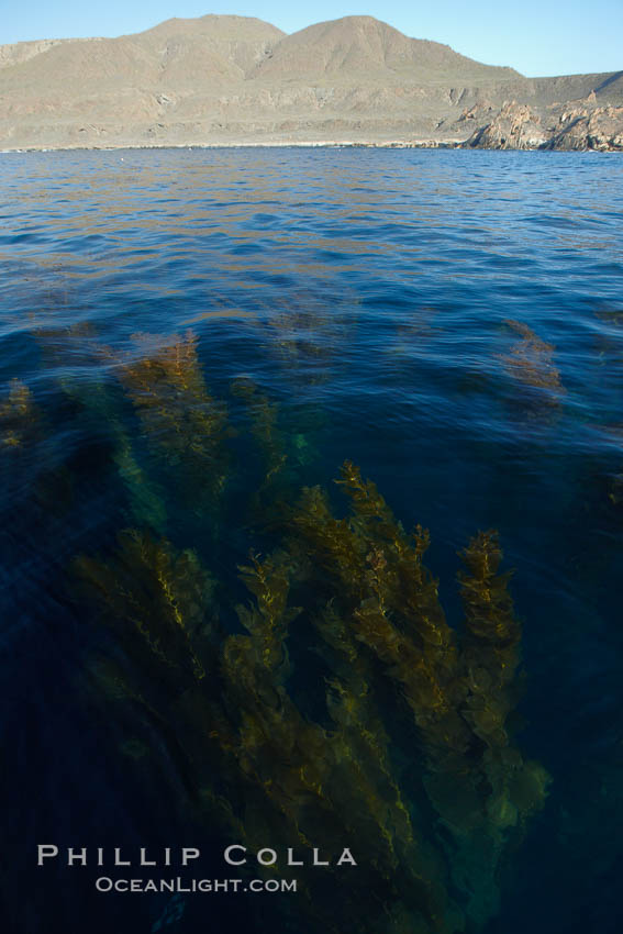 A forest of giant kelp, growing just below the ocean surface along the shores of San Clemente Island. California, USA, Macrocystis pyrifera, natural history stock photograph, photo id 23558