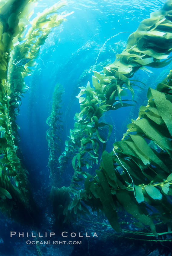 Kelp forest. San Clemente Island, California, USA, Macrocystis pyrifera, natural history stock photograph, photo id 03428