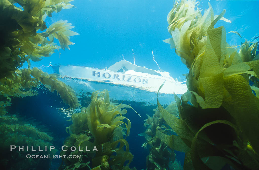 Boat Horizon above kelp forest. San Clemente Island, California, USA, Macrocystis pyrifera, natural history stock photograph, photo id 03764