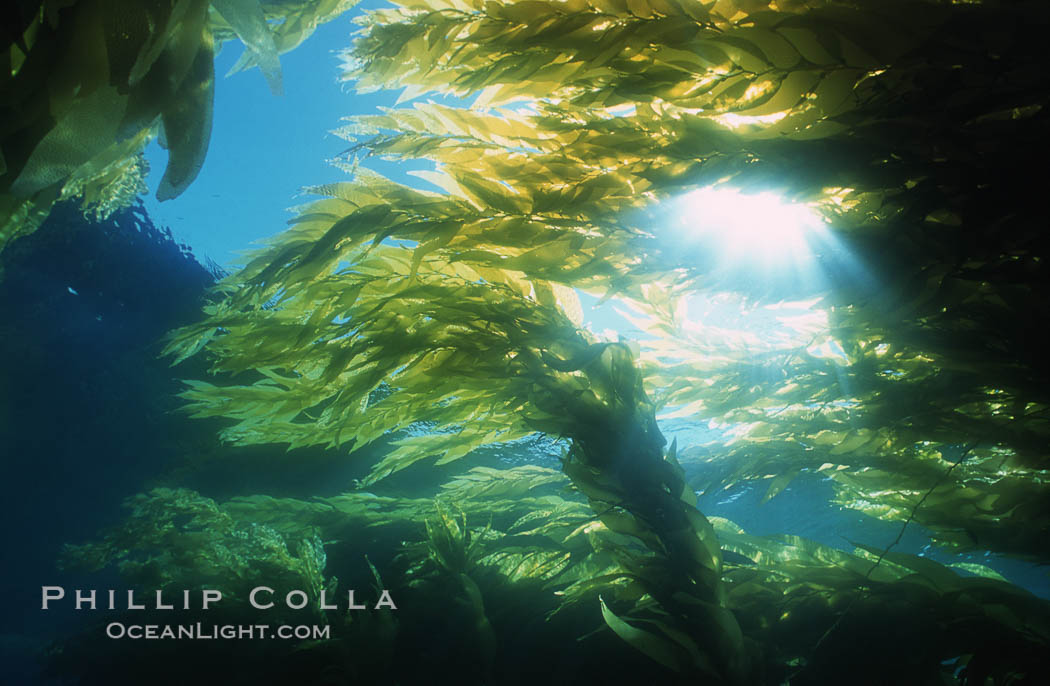 Kelp forest San Clemente Island. California, USA, Macrocystis pyrifera, natural history stock photograph, photo id 03784