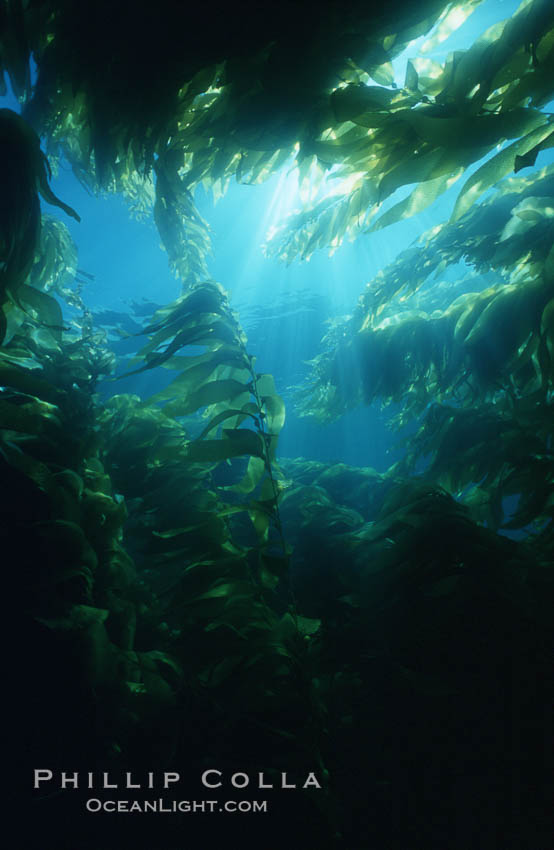 Kelp forest San Clemente Island. California, USA, Macrocystis pyrifera, natural history stock photograph, photo id 03788