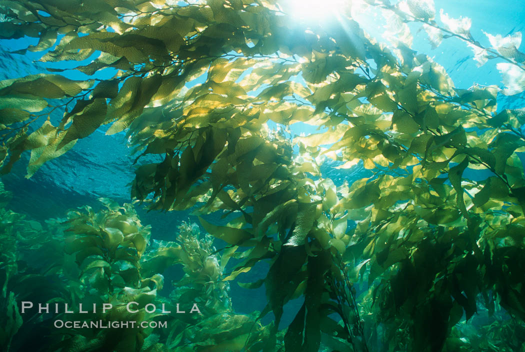 Kelp forest. San Clemente Island, California, USA, Macrocystis pyrifera, natural history stock photograph, photo id 04652